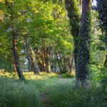Frauenbund St. Josef: "Nachmittag im Wald"